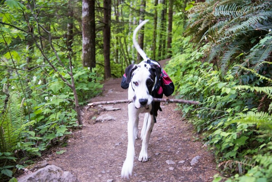 A dog on a hike wearing a backpack