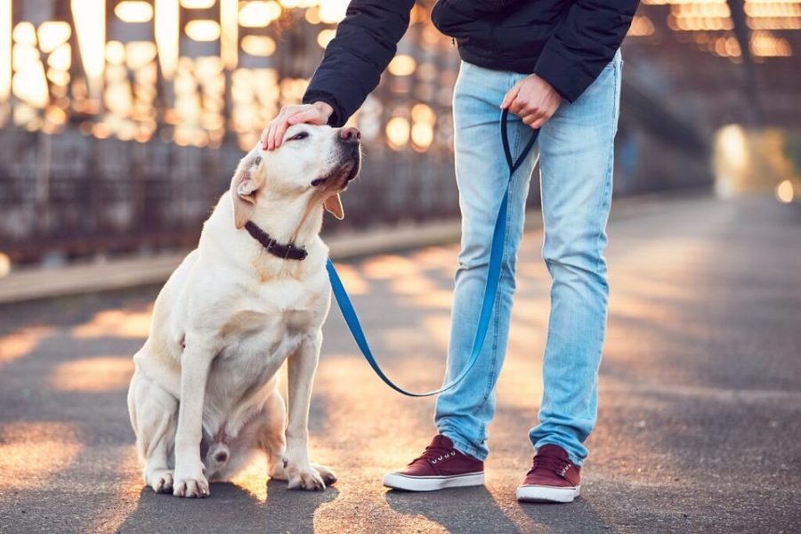 A morning walk with a dog at sunrise