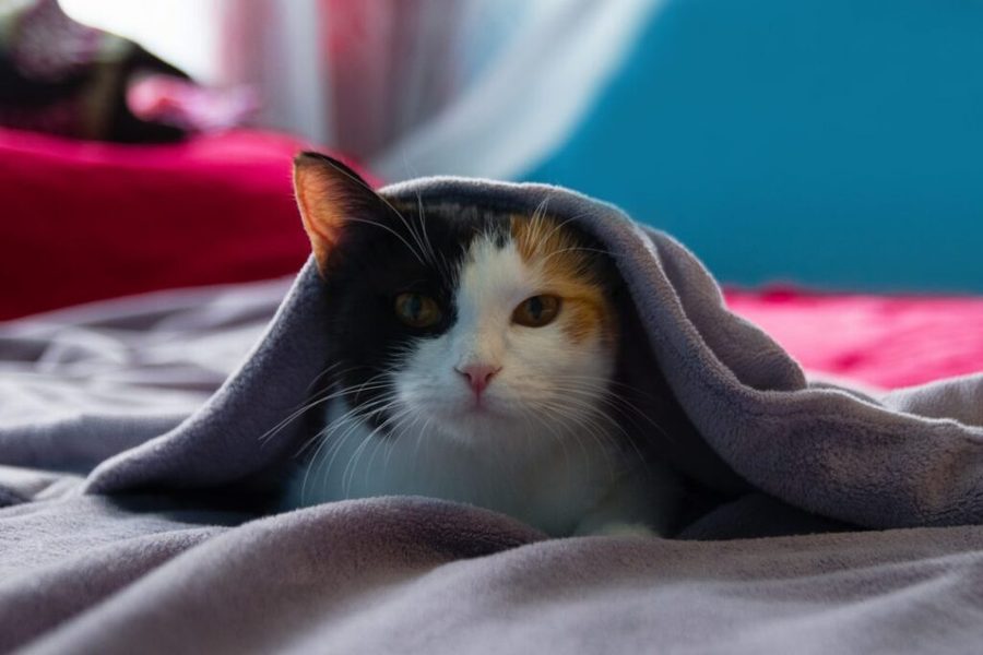 A sleepy tortoiseshell cat resting under a purple blanket
