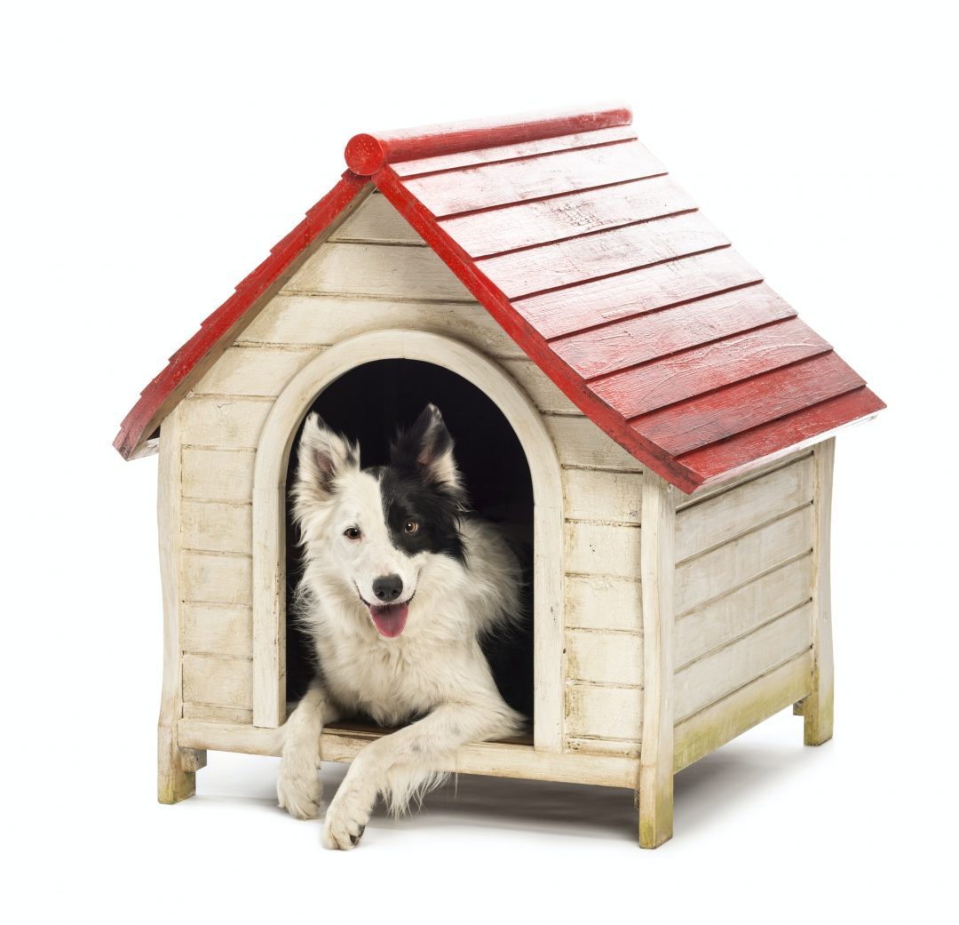 A border collie sitting calmly in a kennel