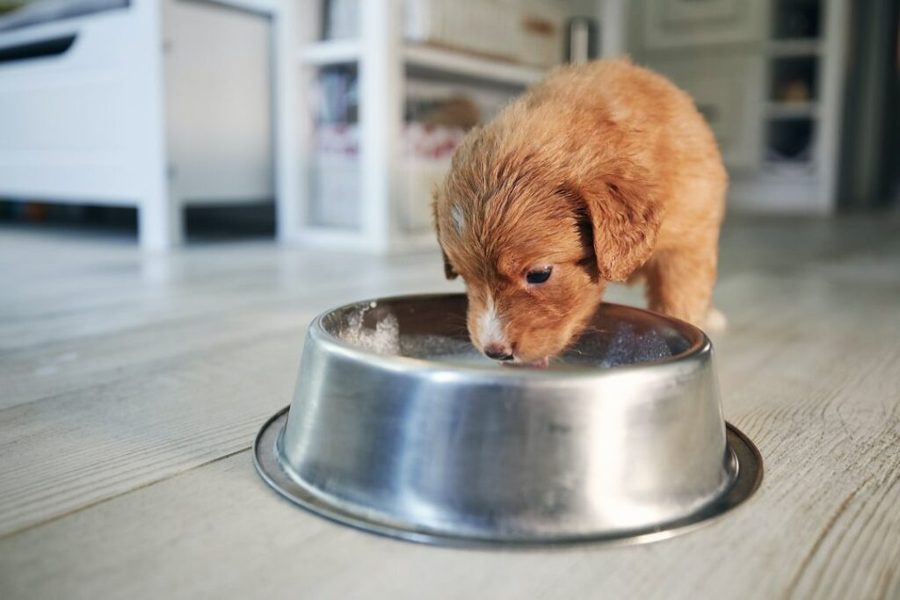 A hungry puppy being fed from a bowl