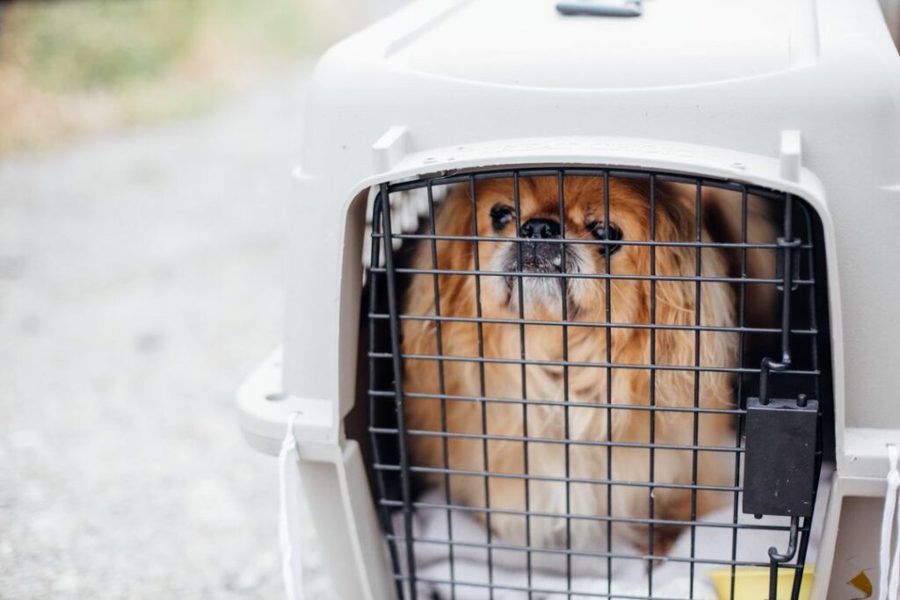 An older Pekingese dog sitting in a carrying crate